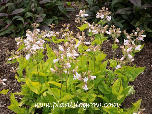 'Gold Foil' Beardtongue (Penstemon digitalis)